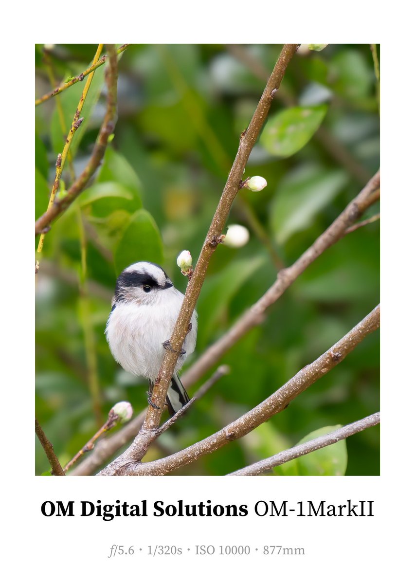 ズームレンズに慣れていないとこうなるんだという悪い例😂
雨が降る前に慌ててたのもあるけど、落ち着いて撮ればもう少しキレイに撮れたのになー
 #エナガ