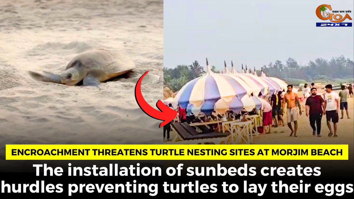 InGoa24x7's tweet image. Encroachment threatens turtle nesting sites at Morjim Beach. The installation of sunbeds creates hurdles preventing turtles to lay their eggs
WATCH : youtu.be/Ycxn0nxTmHU

#Goa #GoaNews #TurtleNesting #Encroachment #threat