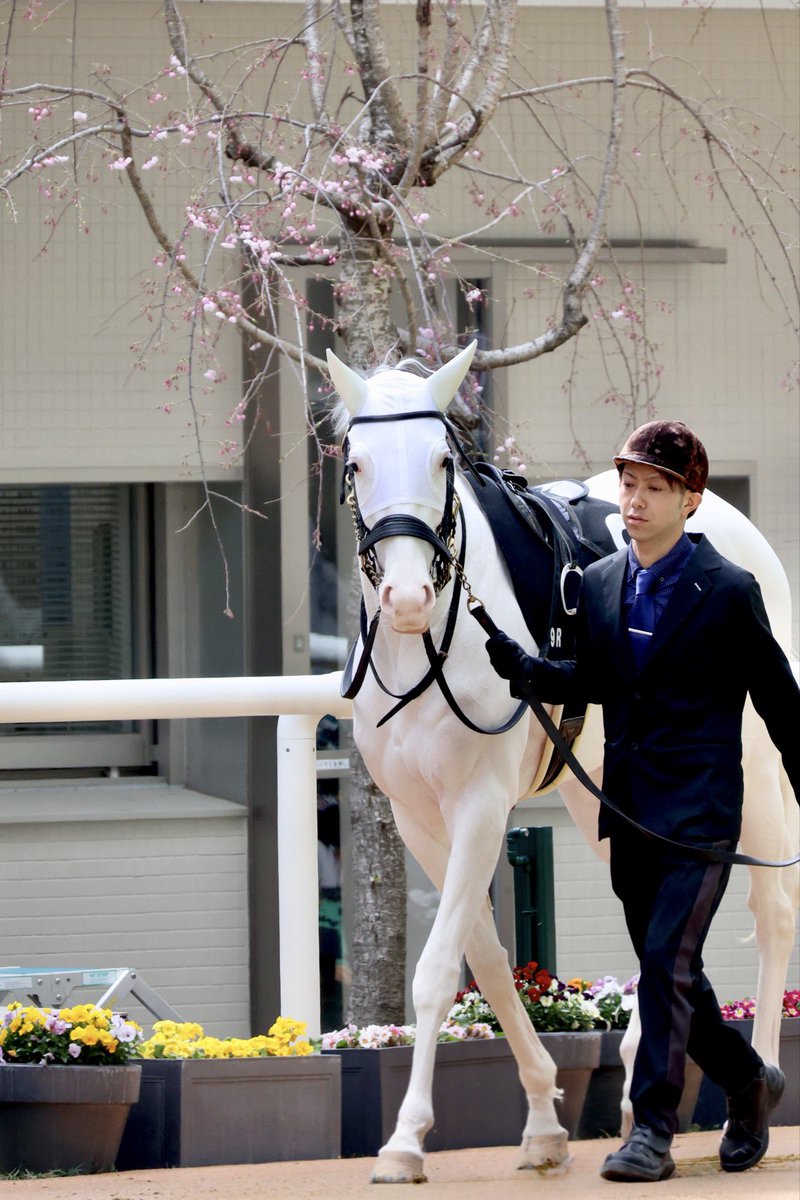 桜とお嬢🌸

＃ゴージャス
＃ゴールドシップ産駒
阪神9R 君子蘭賞