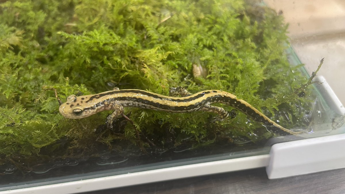 スリーラインサラマンダー入荷😊