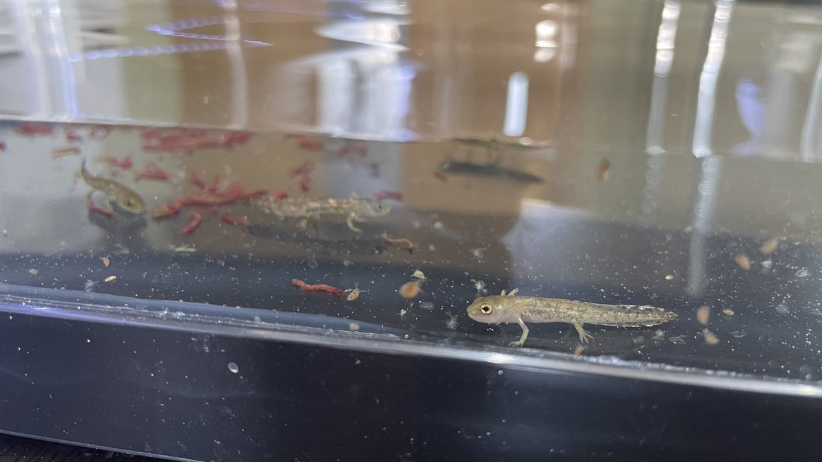 ムジハラファイアサラマンダー
今年も順調に産んでます😊
毎年、マダラファイアより2ヶ月程度遅れって感じです。