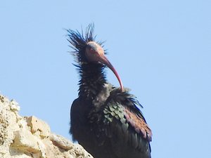 Nueva actualización de Animalandia incluida ya en la web animalandia.educa.madrid.org y en las aplicaciones móviles. Descrita en el blog: educa2.madrid.org/web/animalandi…