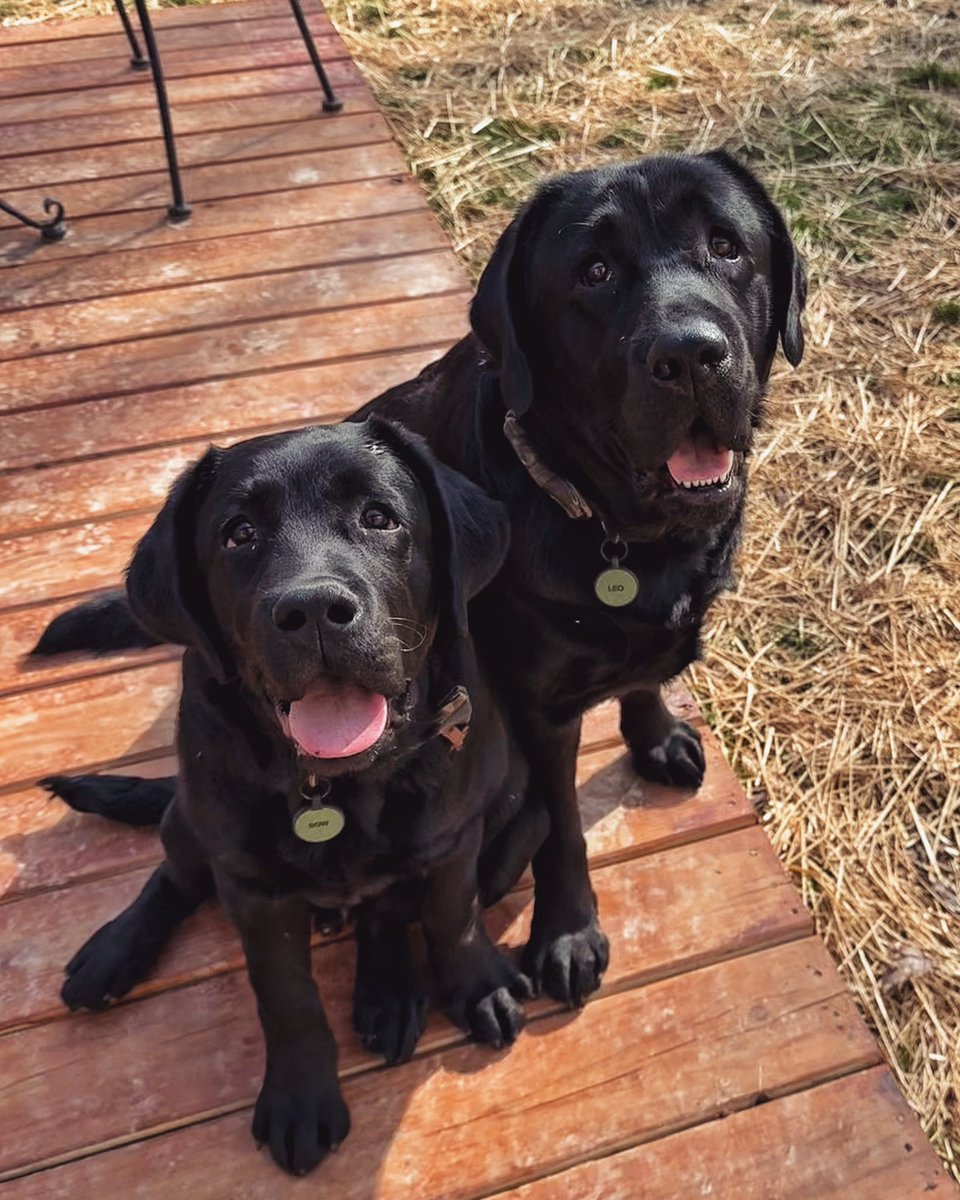 These two are something else. 🐾