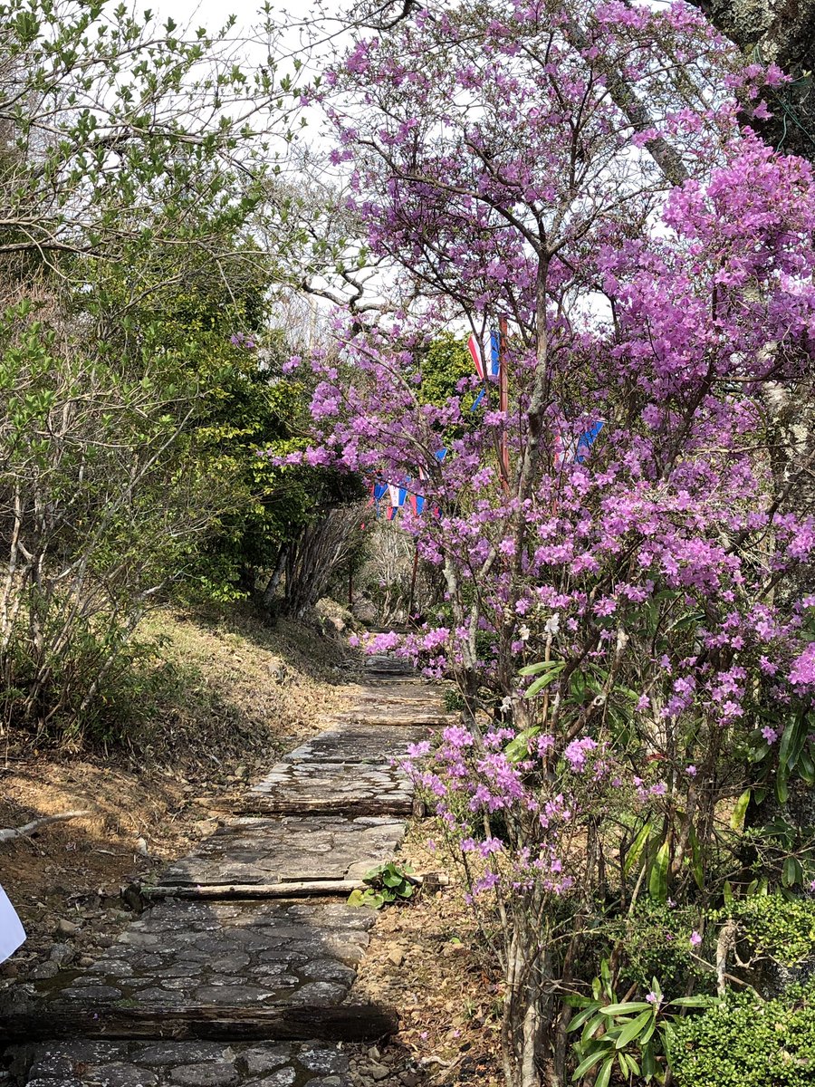 rakustay's tweet photo. #弁天池 のツツジはまだまだで、人影もまばらでした。一方、安芸広域公園では桜が満開でお花見をしている人たちも。

#内原野公園 https://t.co/OEb4g5Vy0s