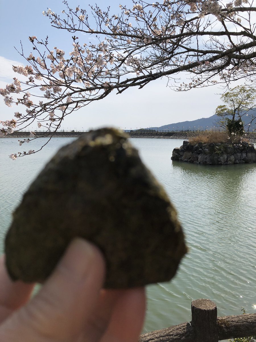 rakustay's tweet photo. #弁天池 のツツジはまだまだで、人影もまばらでした。一方、安芸広域公園では桜が満開でお花見をしている人たちも。

#内原野公園 https://t.co/OEb4g5Vy0s