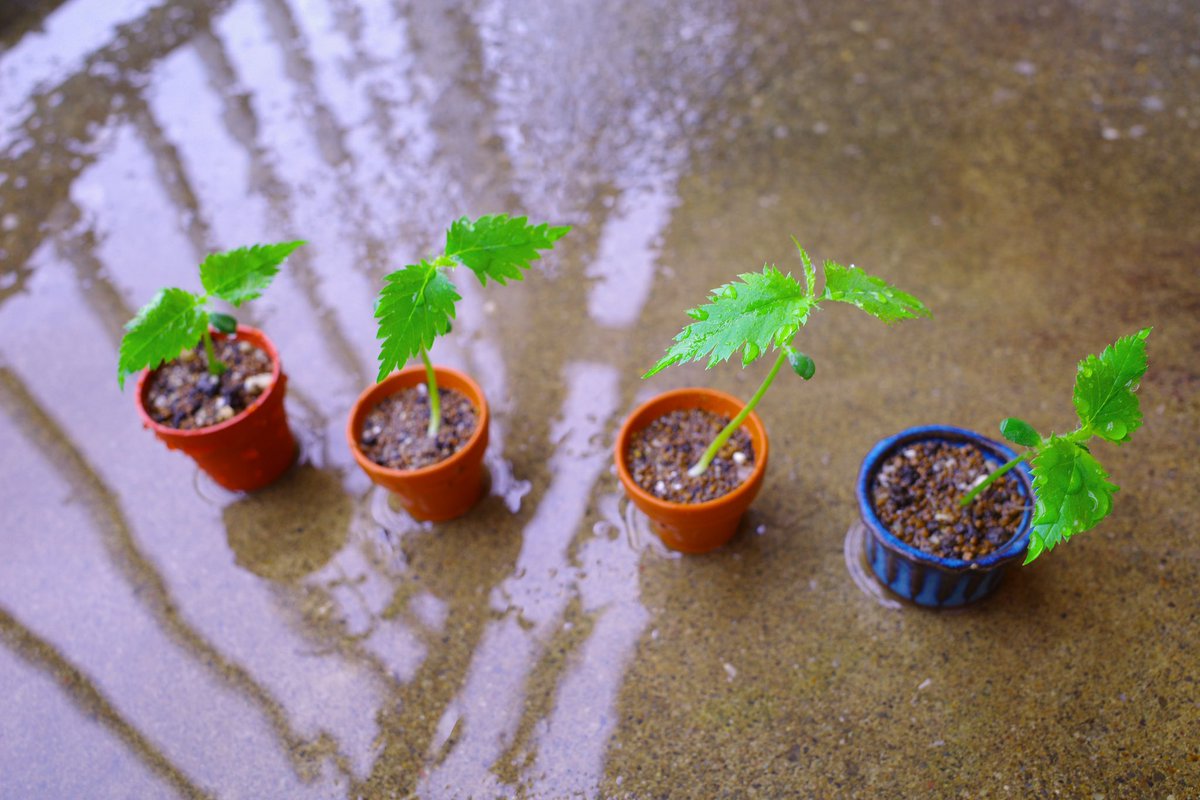 UG_TinyLab's tweet photo. 昨年、採取して蒔いたサクラの種
春になって発芽したので、植え付けました🌱
#gardenshour #GardenersWorld #smalltrees #dwarftrees #GardeningTwitter #桜 #cherryblossom https://t.co/txILy6DobI