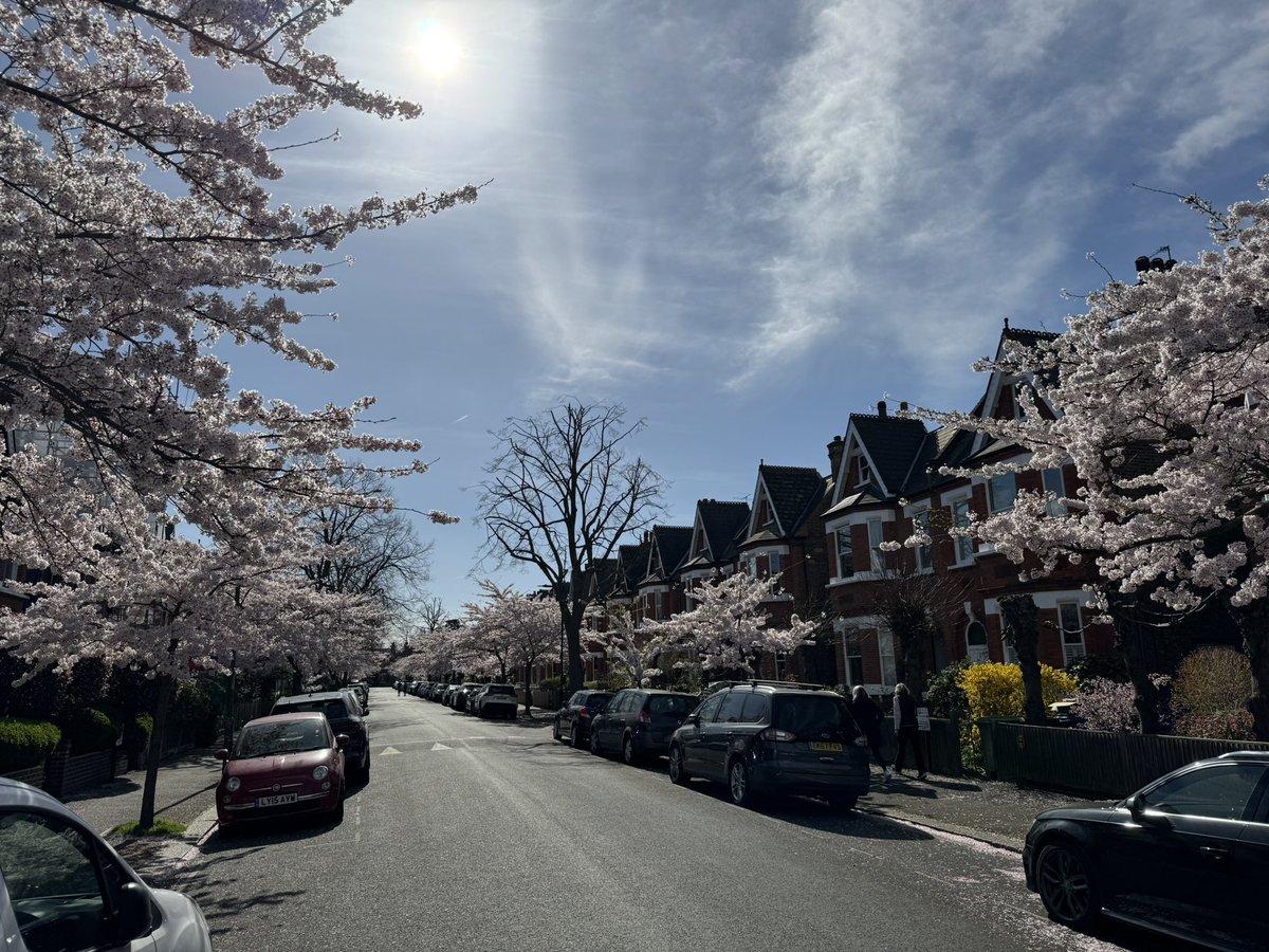 Winterbrook Road blossom looking splendid in the spring sun
