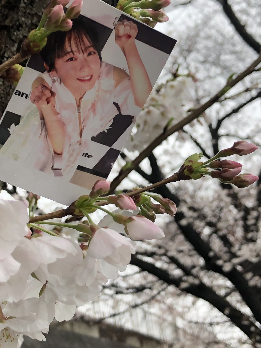 0313nonono's tweet photo. 野々花と野の花🌸
仕事終わりに天気悪いから空いてると予想して寄り道📸
#tiny_WildFlor
#大渕野々花 https://t.co/vglPny9ERQ