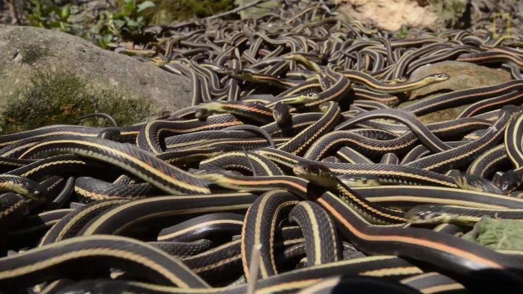 RaymondMukazika's tweet photo. A group of snakes is called................?🤔 https://t.co/m7Az4mlQym