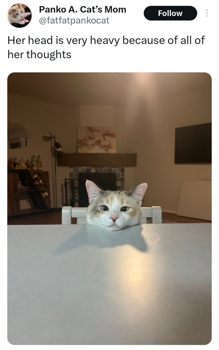 ShouldHaveCat's tweet photo. https://t.co/uprUzIPlc2