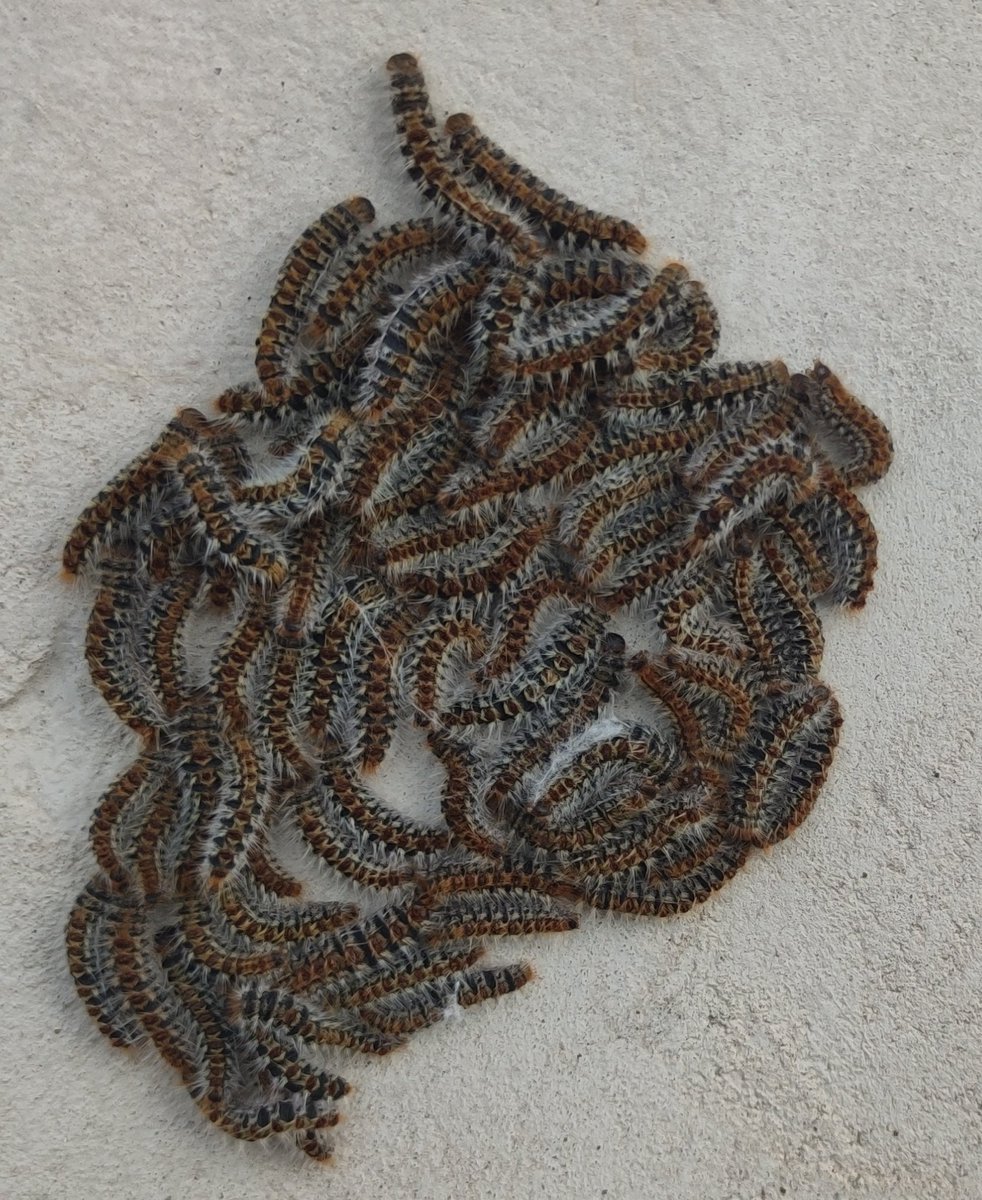 Ya hay procesionaria (Thaumetopoea pityocampa).

Cuidado con niños y mascotas en zonas arboladas, fundamentalmente, con pinos.

analesdepediatria.org/es-alergia-oru…