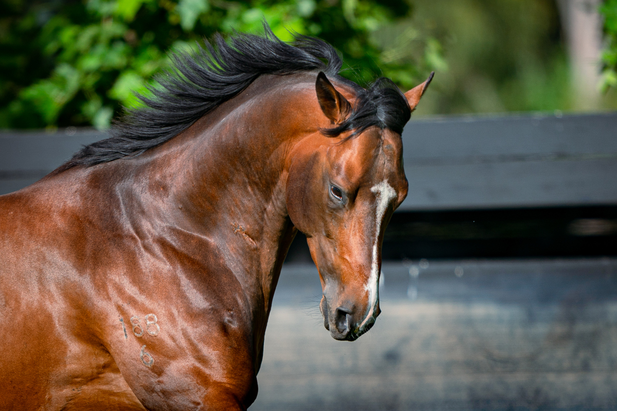 Arrowfield Stud (@arrowfieldstud) on Twitter photo Clare Lindop S. LR winner Comanche Miss (ex Ocean Challenger) is Castelvecchio's 5th SW from 58 runners & Arrowfield's 18th graduate SW this season. Congratulations & many 🙏 <a href="/pstokesracing/">Phillip Stokes Racing</a> & Lachlan Neindorf! #WhereDiamondsAreDiscovered Clare Lindop S. LR winner Comanche Miss (ex Ocean Challenger) is Castelvecchio's 5th SW from 58 runners & Arrowfield's 18th graduate SW this season. Congratulations & many 🙏 <a href="/pstokesracing/">Phillip Stokes Racing</a> & Lachlan Neindorf! #WhereDiamondsAreDiscovered