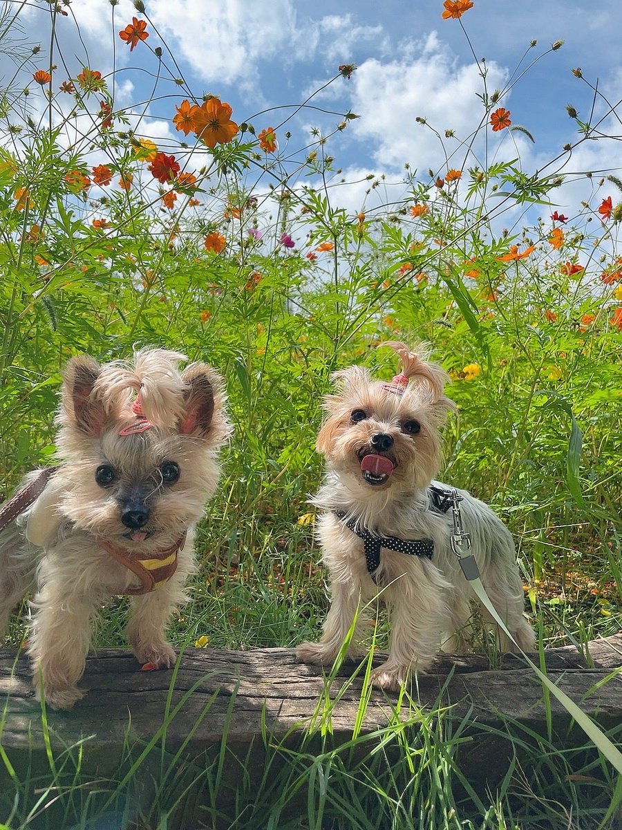 2年前の可愛い写真出てきた♡
あずきお空で元気にしてるかな…