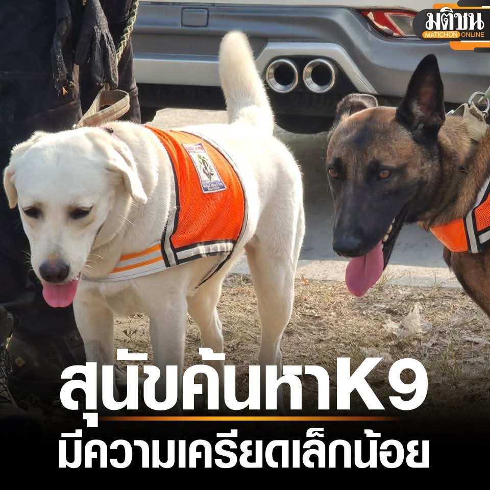 TifFaNy_9member's tweet photo. เป็นกำลังใจให้น้องๆ #สุนัขK9 และเจ้าหน้าที่ ครูฝึก กันค่ะ น้องมีอาการ ซึมลง ไม่ร่าเริงเหมือนปกติ สะบัดตัว มีอาการหาว น้องหาคนไม่เจอน้องก็ยิ่งเครียด

#ตึกถล่ม #แผ่นดินไหว #Aftershock #earthquake #แผ่นดินไหวประเทศไทย https://t.co/42ggm3Q2Mx