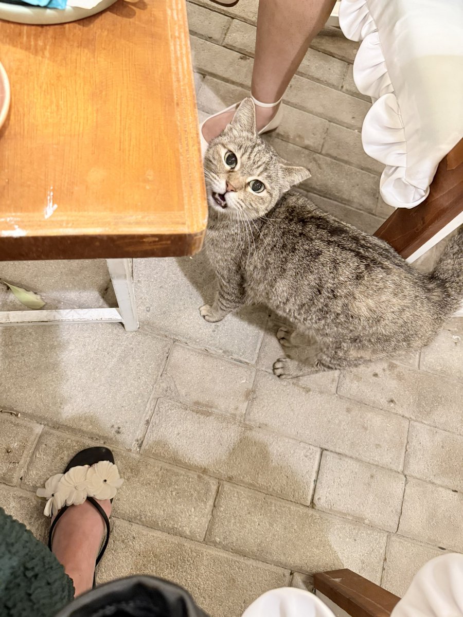 We have company! #CatsOfTwitter