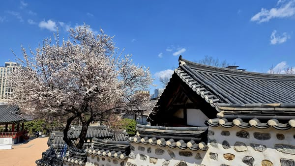 한옥마을의 봄이 점점 화려해 지는군요