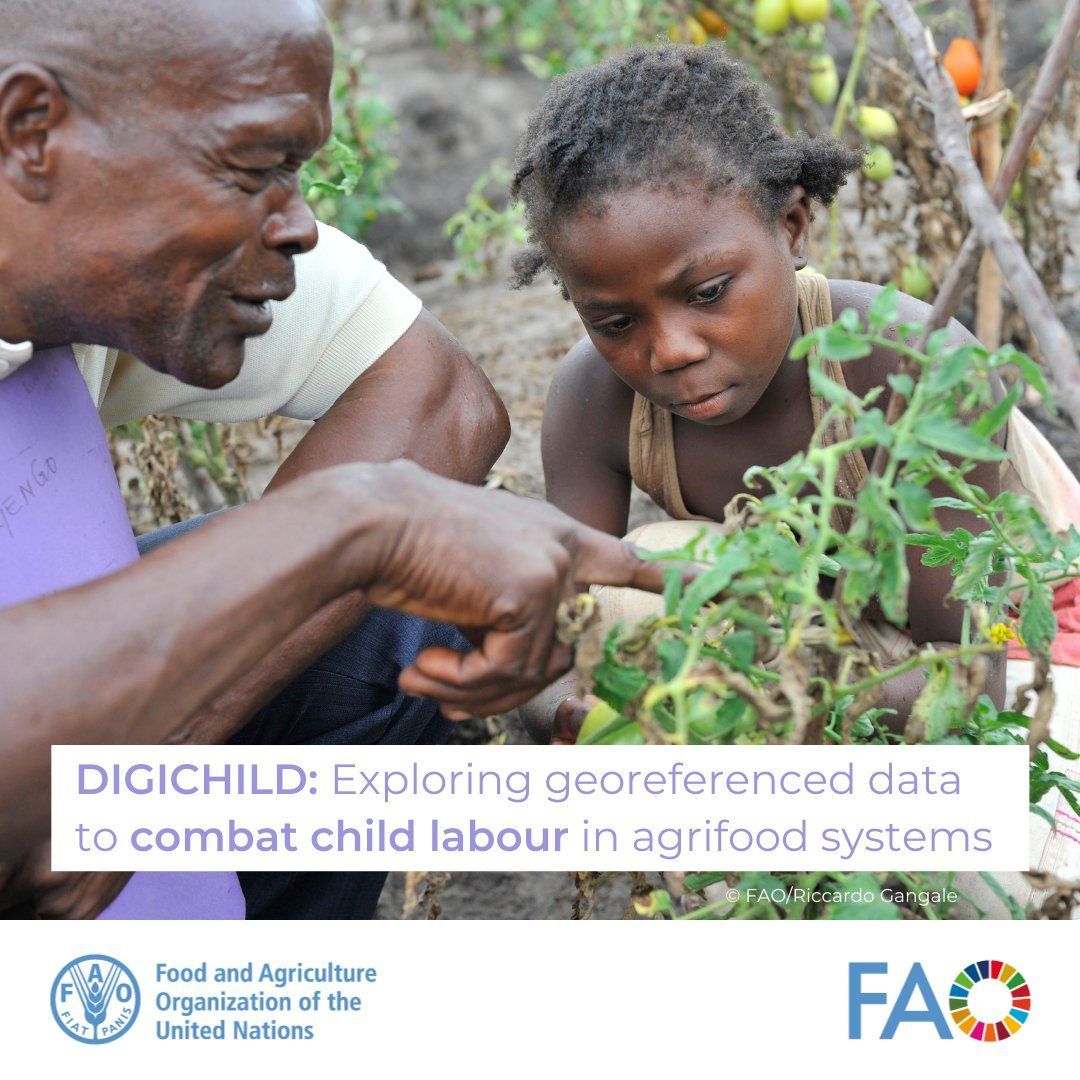 FAOInnovation's tweet photo. .@FAO’s #DIGICHILD initiative leverages GIS to map child labour risks in agrifood systems, enabling targeted action.

Piloting in 🇺🇬 &amp; 🇭🇳 (supported by #FAOELEVATE), this tool supports policy &amp; due diligence compliance.

🔗 https://t.co/fyUnZe8A0i

#EndChildLabour https://t.co/qqYZAvBYVZ