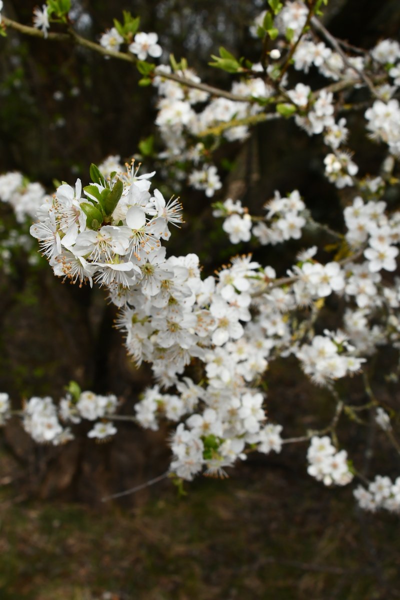 De sleedoorn bloeit! 🌼 Een van de eerste struiken in het duin die opvalt met zijn witte bloemen nog vóór de blaadjes. Belangrijk voor insecten, vogels en als schuilplek voor dieren. Een vroege bloeier met een functie. De lente is begonnen! 🌿 #sleedoorn #duingebiedendunea