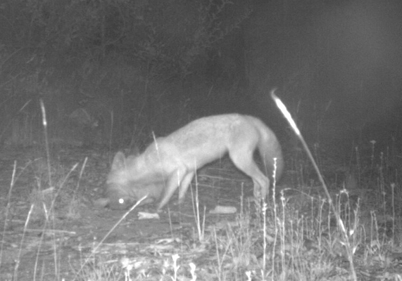 DingoResearch's tweet photo. It might not be immediately obvious but this is a #fox killing a  #paddemelon We don't often detect these sweet little macropods at our high altitude sites. 😭 https://t.co/mII90ftmiB