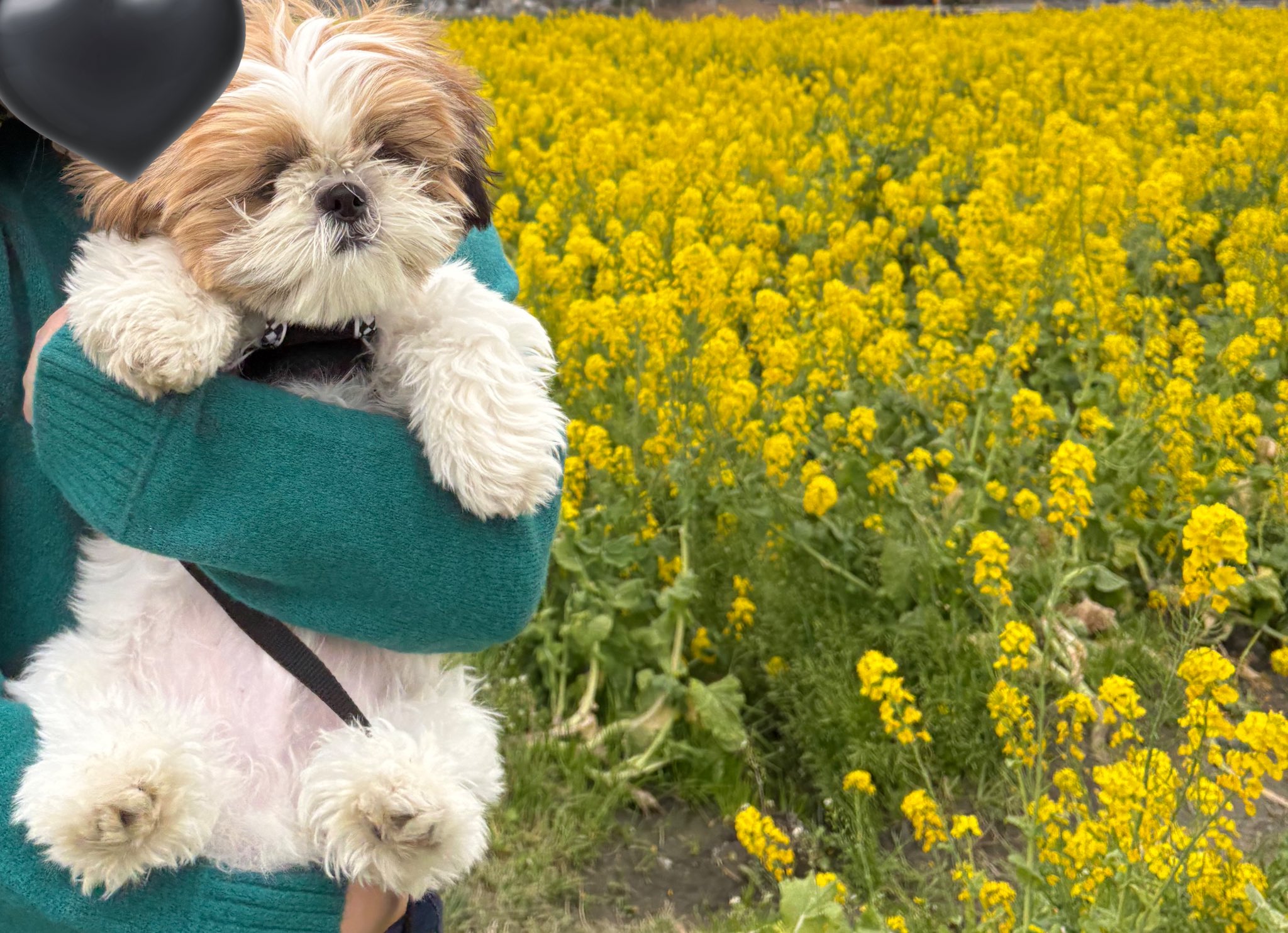 はんぺんページ ぺんてる 修正ペン ホワイトスピード 超速乾 幅広ペン先 XZLH64