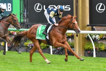 Blandford Bloodstock (@blandfordbldstk) on Twitter photo 🥇GROUP 1 WINNER🥇 LIGHT INFANTRY MAN toughs it out in the Australian Cup at <a href="/FlemingtonVRC/">Victoria Racing Club</a> under <a href="/Brown_ethan8/">Ethan Brown</a> for <a href="/cmaherracing/">Ciaron Maher Racing</a> to take his second Gr.1 victory in 🇦🇺
He was bought for £82K from <a href="/GoffsUK/">Goffs UK</a> <a href="/BrzUps/">Breeze Up Sales</a> from <a href="/Mocklershill1/">Mocklershill</a> #AnEyeForSuccess #BlandfordBloodstock 🥇GROUP 1 WINNER🥇 LIGHT INFANTRY MAN toughs it out in the Australian Cup at <a href="/FlemingtonVRC/">Victoria Racing Club</a> under <a href="/Brown_ethan8/">Ethan Brown</a> for <a href="/cmaherracing/">Ciaron Maher Racing</a> to take his second Gr.1 victory in 🇦🇺
He was bought for £82K from <a href="/GoffsUK/">Goffs UK</a> <a href="/BrzUps/">Breeze Up Sales</a> from <a href="/Mocklershill1/">Mocklershill</a> #AnEyeForSuccess #BlandfordBloodstock