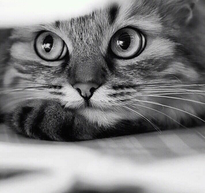 Happy #caturday ♥️🌈

#cats #CatsofTwittter #CatsLover #CatsOnTwitter