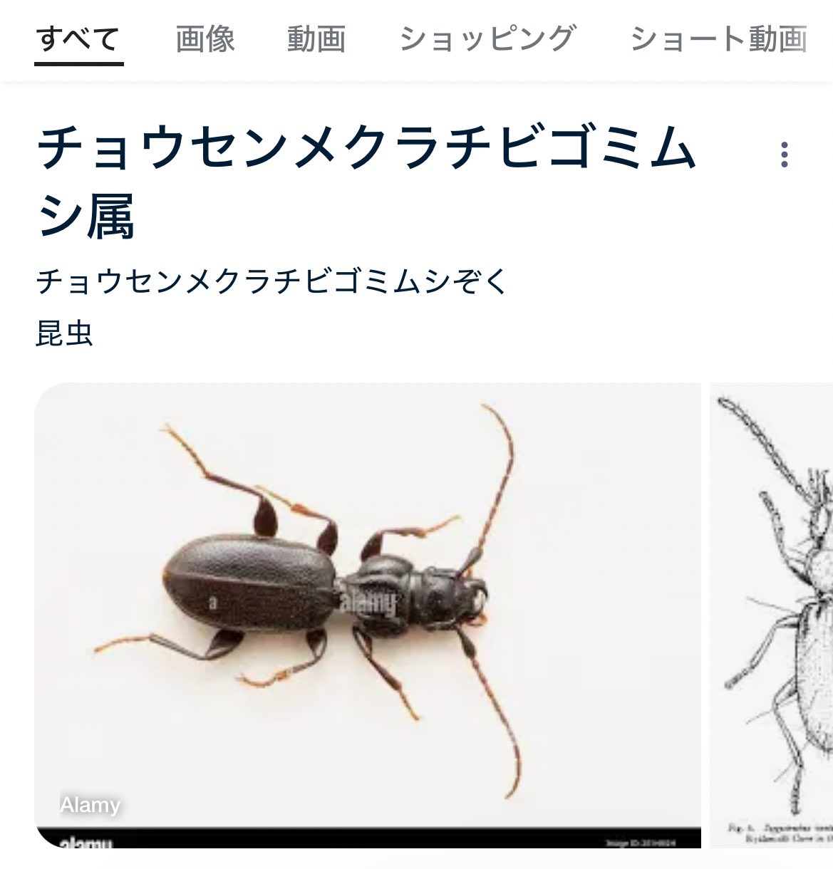 キタヤマメクラチビゴミムシ 標本 Bug's collector on X: 