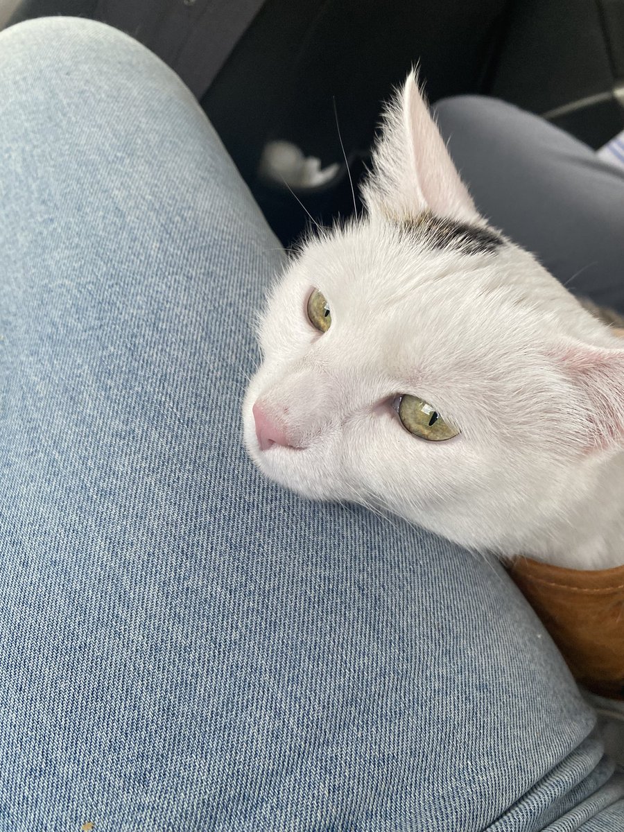 Kedimin overthink saati gelmiştir