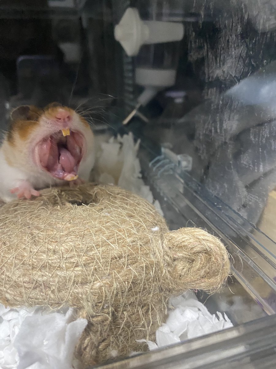 前歯可愛すぎてあくびしてたら指を入れたくなるバ飼い主です🤦‍♀️🤦‍♀️