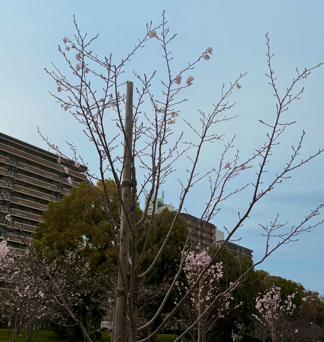 桜見にきました✨
ちょっと咲いてた🌸🌸

<a href="/MSuppasit/">mewsuppasit</a>
#มิวศุภศิษฏ์
#MewtropolisBDFM25
#MewSuppasit