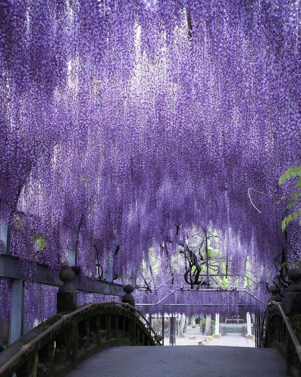 earthcurated's tweet photo. Blooming wistera flowers across the landscapes of Japan. https://t.co/IYWBNO2iAY