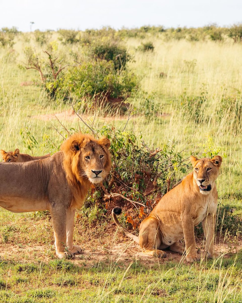 ugafricasafari's tweet photo. Visit the Great Murchison Falls National Park this Ester Holiday.

Book With us on 0200909117 or 0740852464
Or Visit our website. https://t.co/BHFva2Kbe4

#easterholiday #MurchisonFallspark #visituganda https://t.co/NSFxBoKMFD