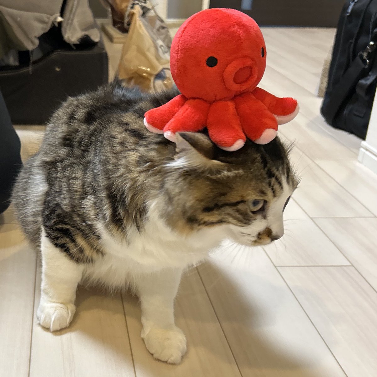 なんかタコ乗せられてた