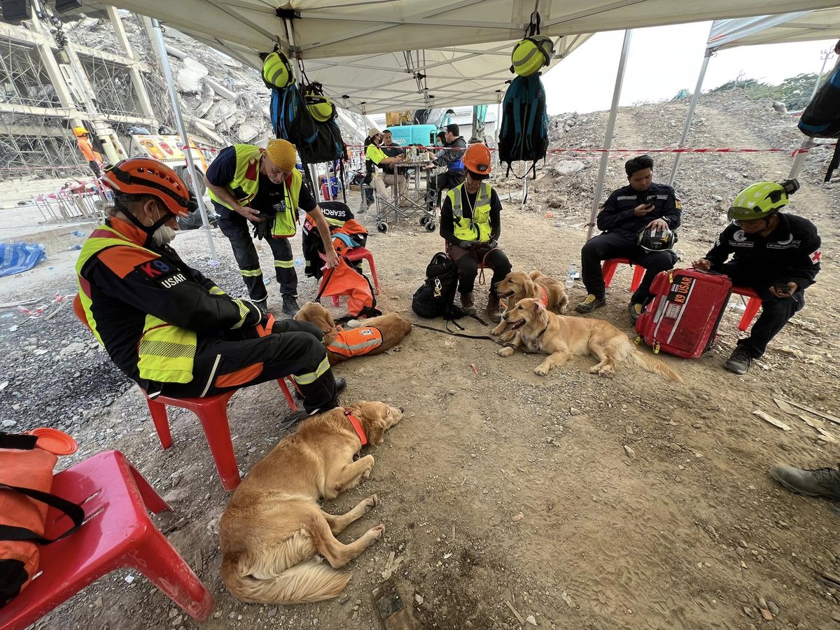 StaySayhi's tweet image. น้อง ๆ #สุนัขK9 เท่มากก เก่งกันทุกตัว ตอนแรกก็งง ๆ ทำไมเครื่องแบบน้องไม่เหมือนกัน สรุปน้องไม่ได้มาด้วยกันแต่ทีมเดียวกัน 🇹🇭 (ถ้าผิดกราบขออภัย🙏)
-Police K9 191
-สุนัขทหาร K9
-K9 USAR Thailand
-UNITED SAR K9
ขอเป็นอีก 1 กำลังใจให้จนท.ทุกฝ่ายในการปฏิบัติหน้าที่ในครั้งนี้ ขอบคุณค่ะ🙏