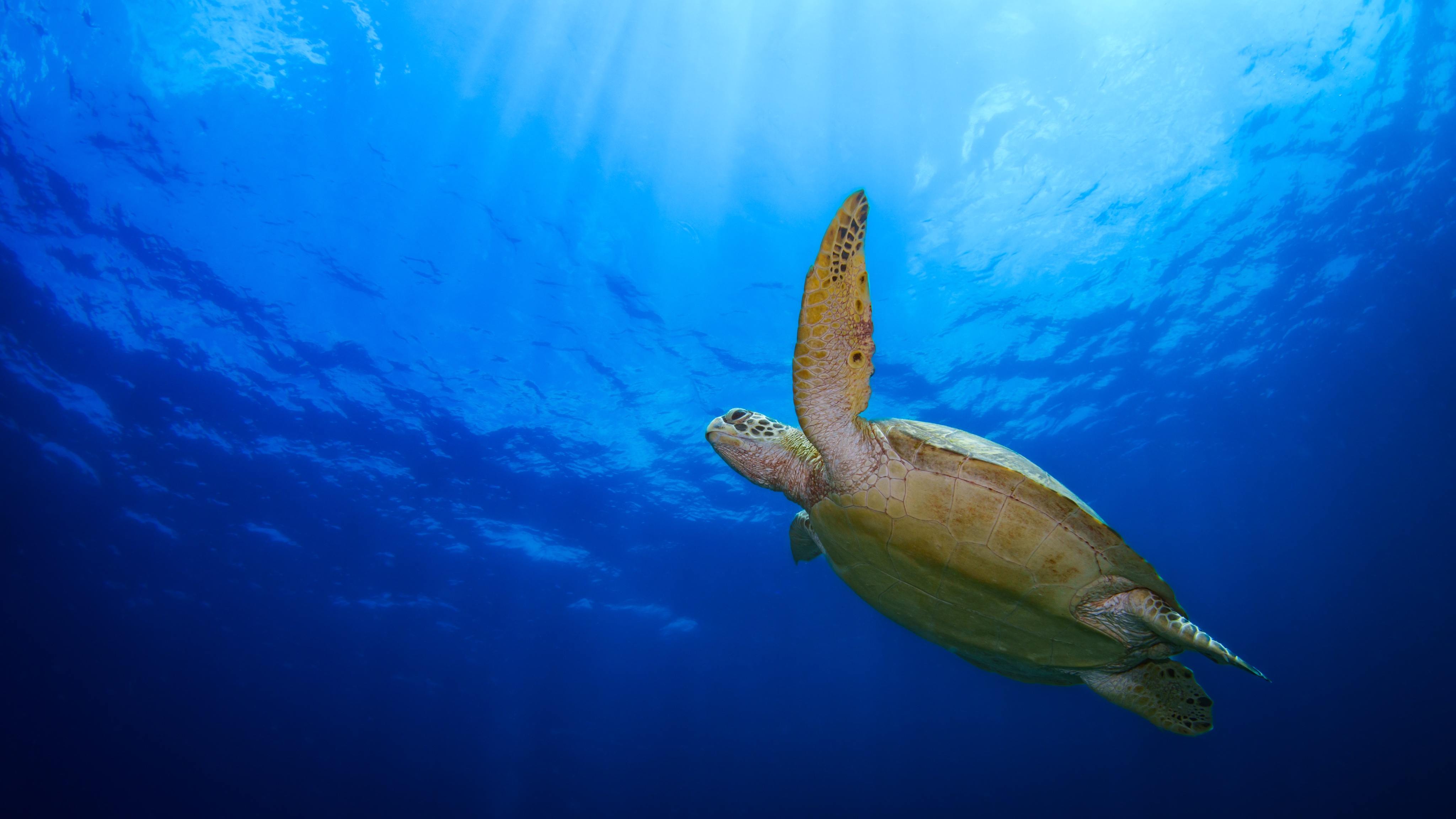 まさ/ Masa (@AlphaMasa) / X