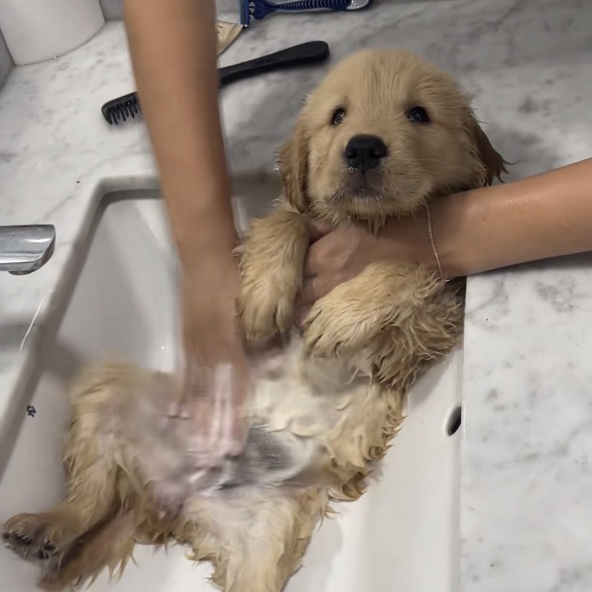 takemybear 🐶 tweet media