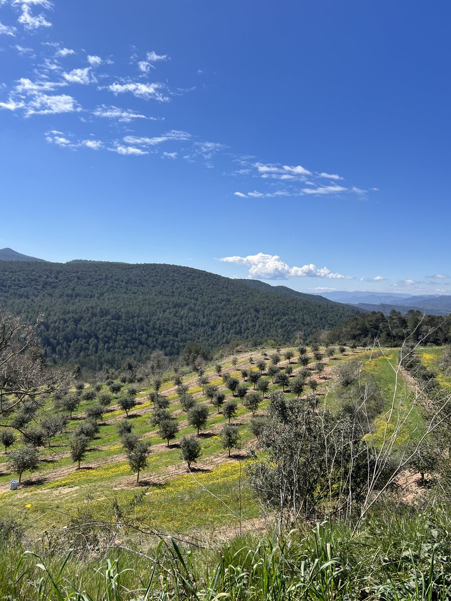 GrapUdL's tweet image. Have you ever mapped the soil apparent electrical conductivity of holm oak plots used for truffle cultivation? The Veris 3100 @VerisTech can handle it all. #DIPROTES project @Agrotecnio @agriculturacat (@GrapUdL @UdL_info @ETSEAFIV_UdL). Nice spring landscape and nice truffles.