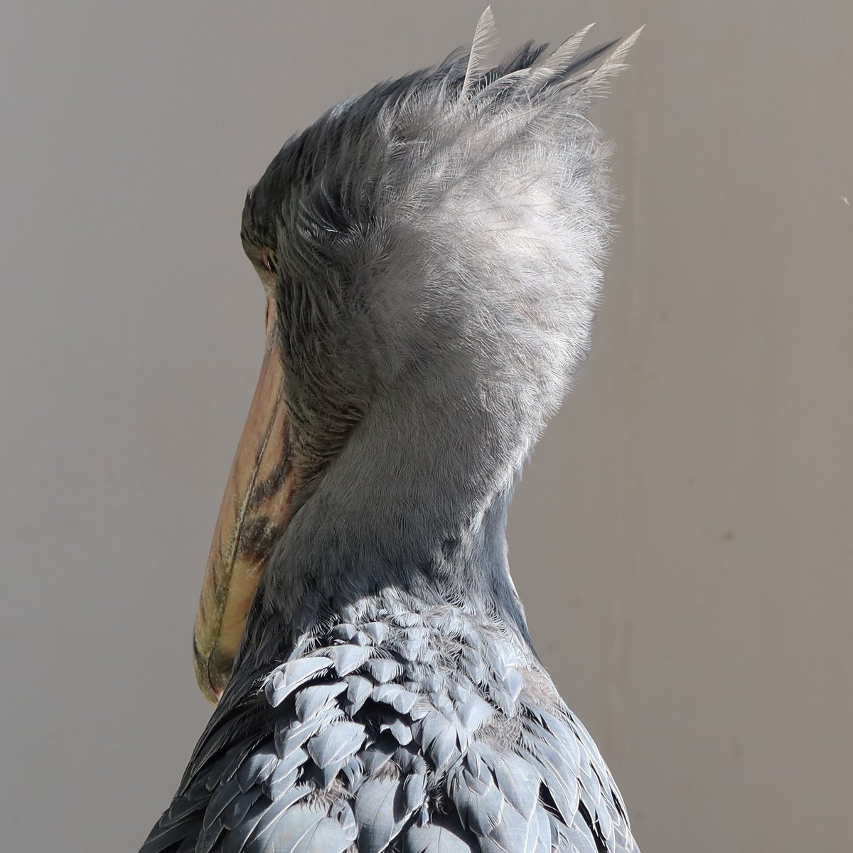 ハシビロコウ (@bIiWyicnGjuzhmc) / Posts / X