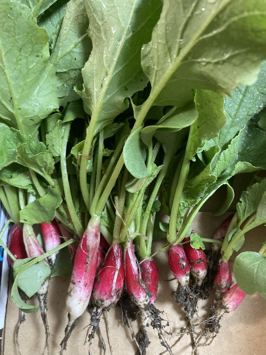 FishingOneColor's tweet image. 大量に冷凍されたグレをツミレにして食べました。ついでに二十日大根を収穫。
宇和島でのタカベ釣りは不発。タカベはどこにいったのか…