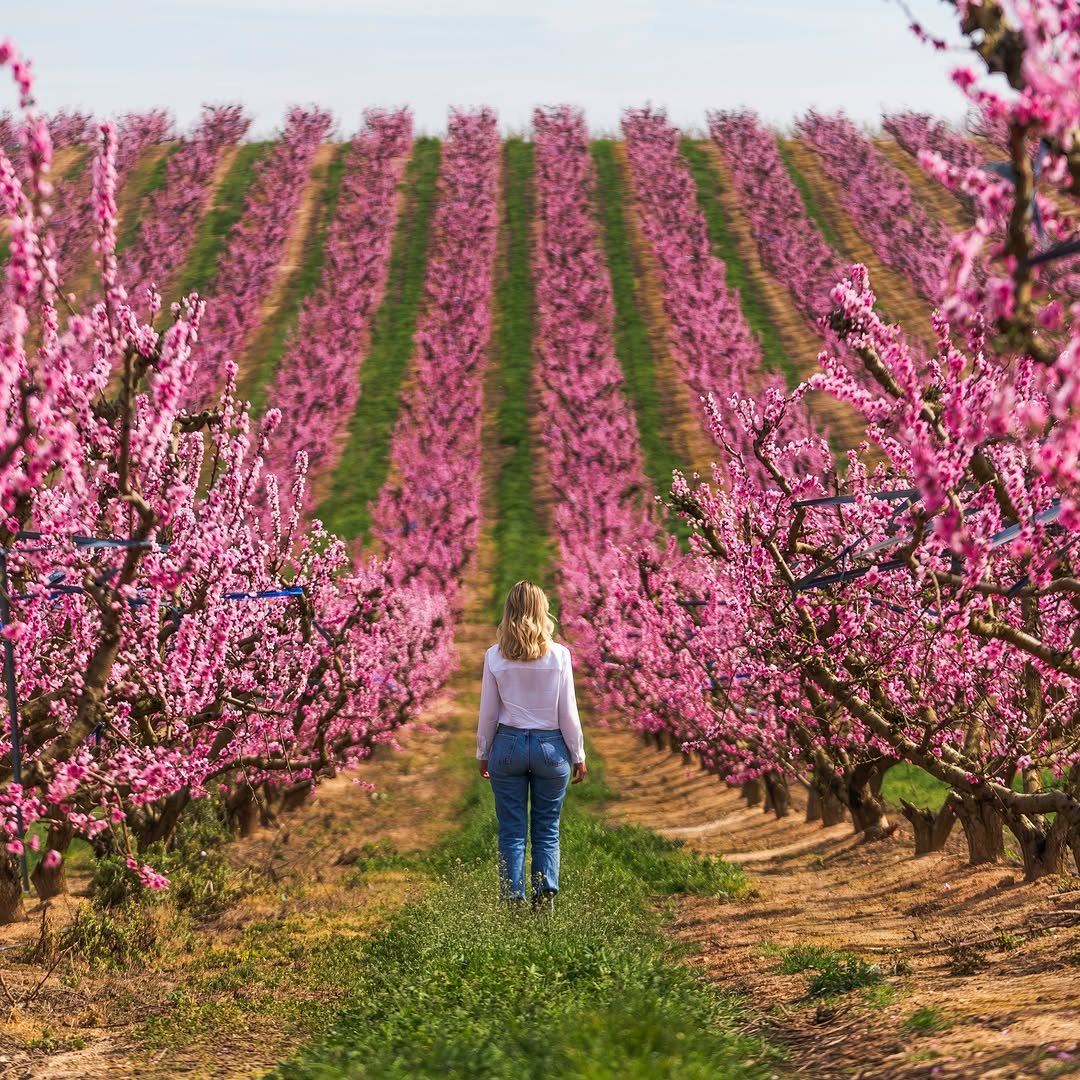 La floració al Baix Segre 🌸 és un espectacle efímer que converteix els camps en un mar rosa. Passeja entre els presseguers en flor, descobreix rutes a peu o en bicicleta i gaudeix d’activitats per viure la natura al màxim 😍. Un moment únic per descobrir el territori i deixar-te