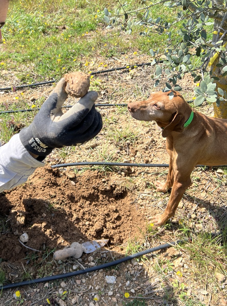 GrapUdL's tweet image. Have you ever mapped the soil apparent electrical conductivity of holm oak plots used for truffle cultivation? The Veris 3100 @VerisTech can handle it all. #DIPROTES project @Agrotecnio @agriculturacat (@GrapUdL @UdL_info @ETSEAFIV_UdL). Nice spring landscape and nice truffles.