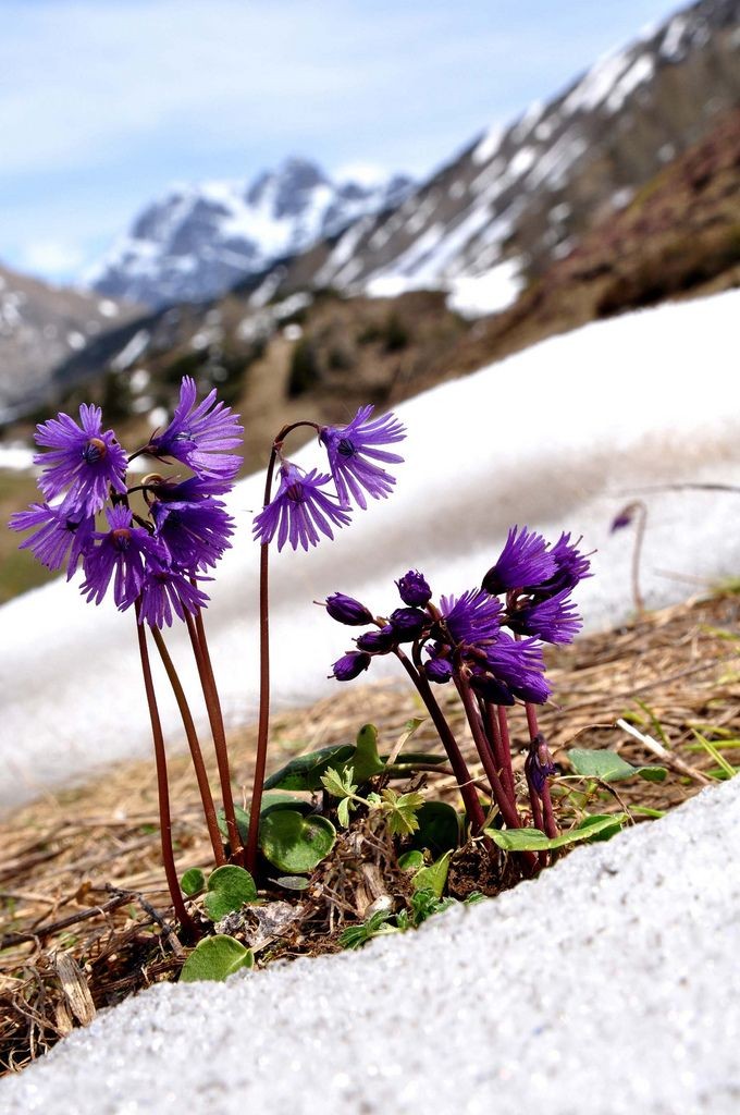 Naturepathway's tweet photo. "Resilience in bloom ๐ธโ๏ธ Amid the lingering snow, vibrant purple flowers break through to greet the sunlightโa breathtaking alpine scene of spring's arrival against the majestic mountain backdrop. #MountainBloom #SpringAwakening #NatureResilience" https://t.co/EKX4qfc1O1