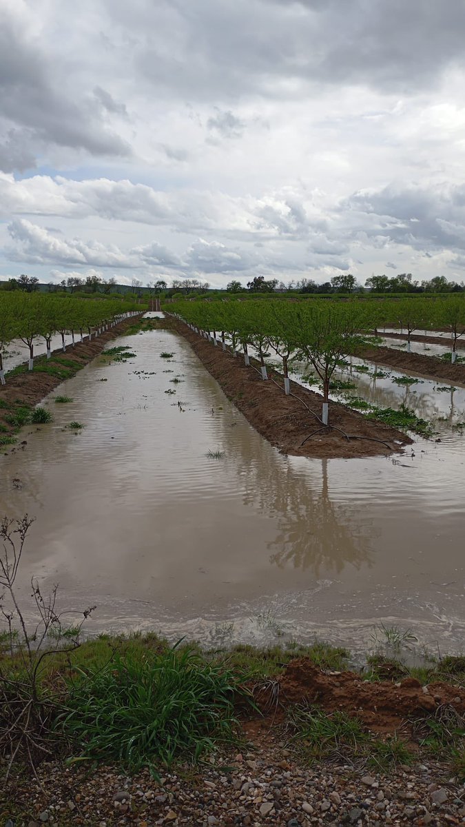 #AgropopularVino Buenos días hoy desde Torrenueva, no solo es el puente, la A-4 a su paso por la provincia de Cordoba es un nido de baches sin arreglar con coches con los neumáticos reventados, en que se gastarán nuestros impuestos D. Cesar. La respuesta es San Esteban de Gormaz.