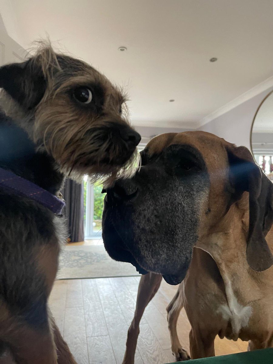 willowborder's tweet image. I’m 6 today pals 🥳🎂

I have many admirers but hoodad says he is my biggest one ❤️❤️❤️

Have a great day