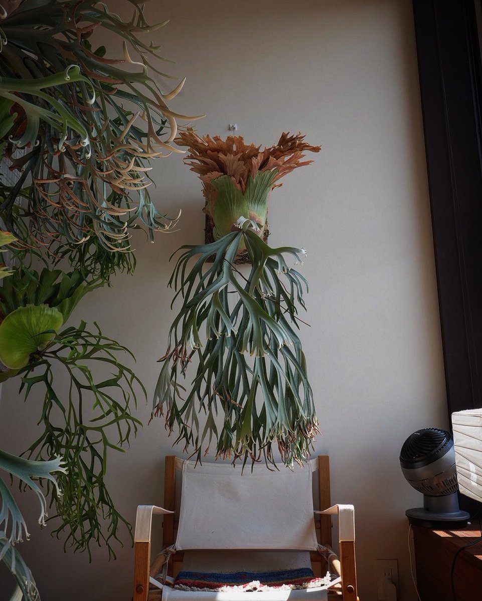 ジサクボ(j39bo) (@j39bo) / Posts / X