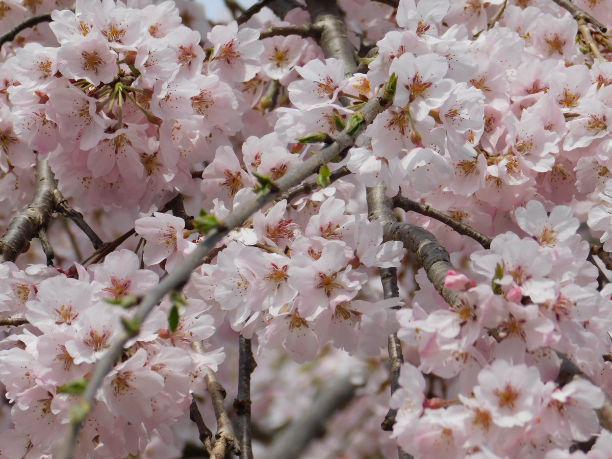 「氷室神社の枝垂れ桜が満開です。春は一番良い季節ですね!The weeping c」|米田仁士 Hitoshi Yonedaのイラスト