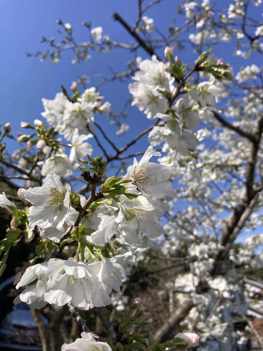 jiburu's tweet photo. 桜が咲き出しましたね♪
我が家の桜は五分咲きです♪ https://t.co/WvMte57eJy