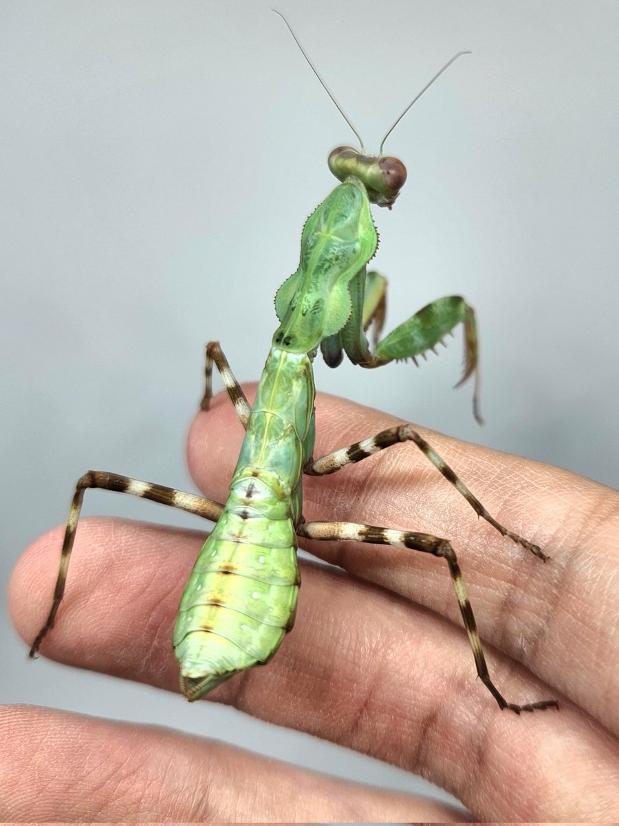 このゴツゴツの胸部がたまらなく好き🥰