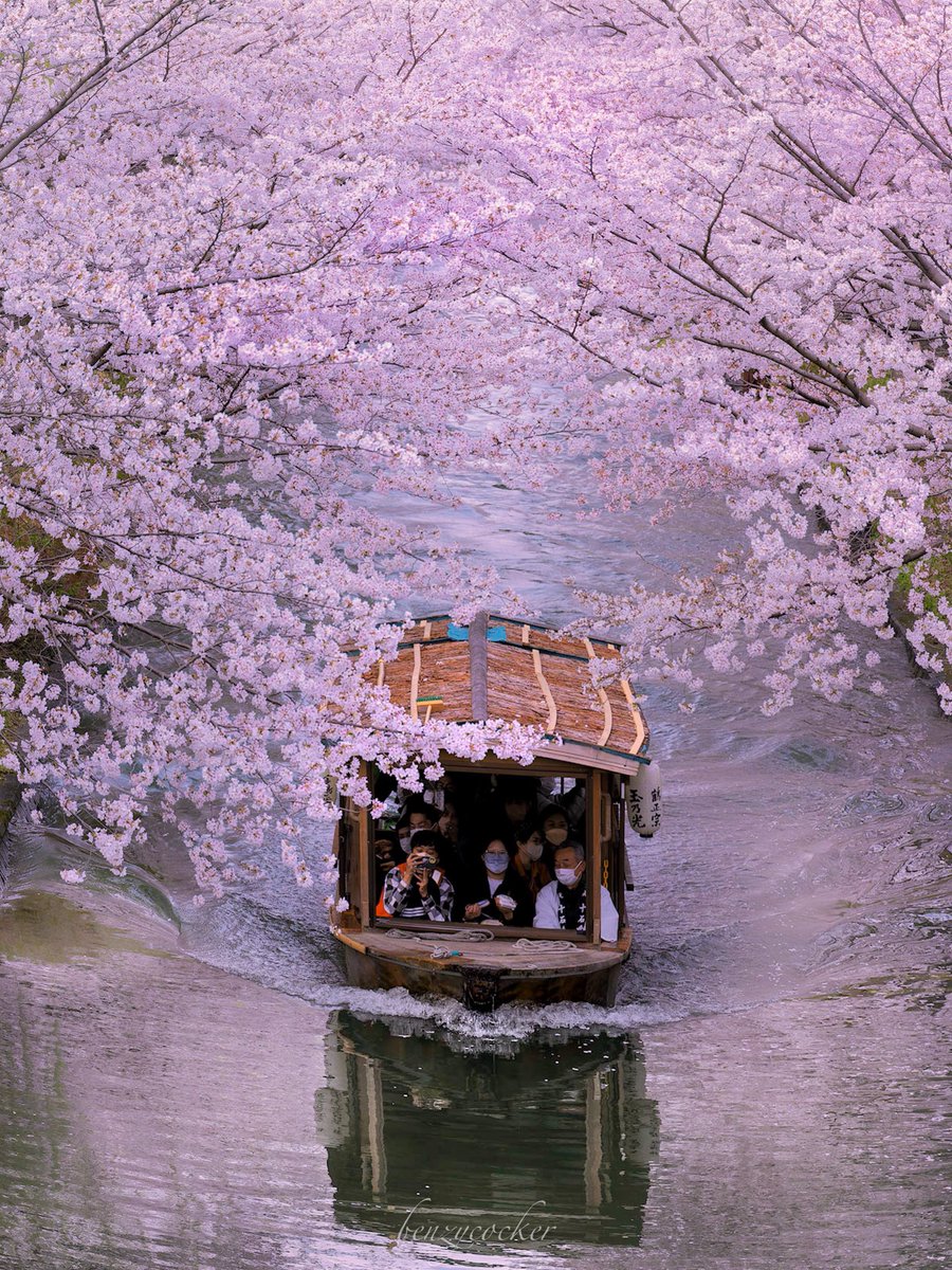 春爛漫の京都伏見十石舟