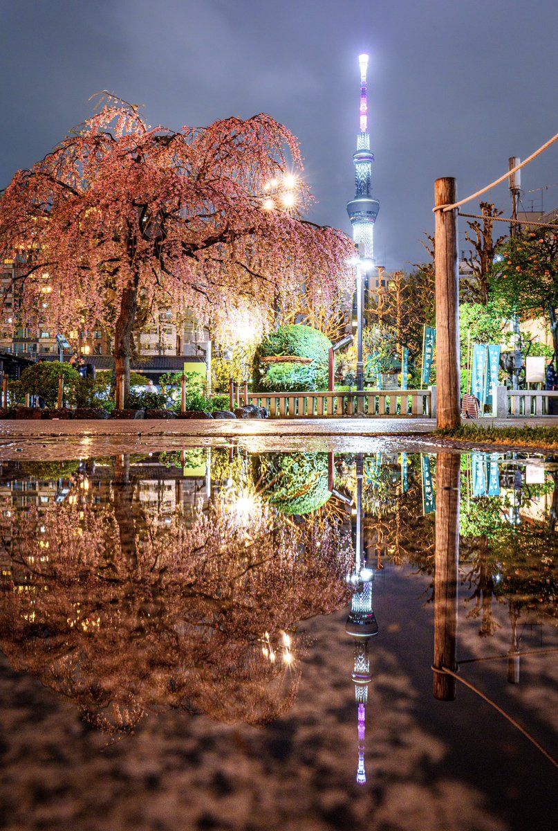 雨の東京夜桜リフレクションが幻想的すぎた。